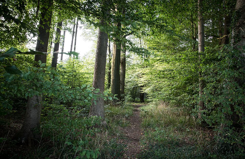 Landschaft um Wangen & Oberwälden